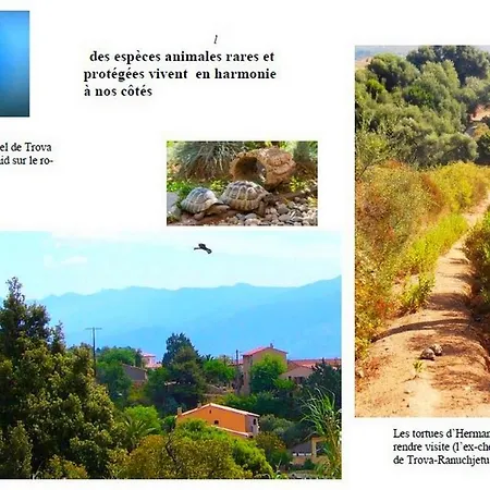 1 Trova-ranocchietto * Tucce