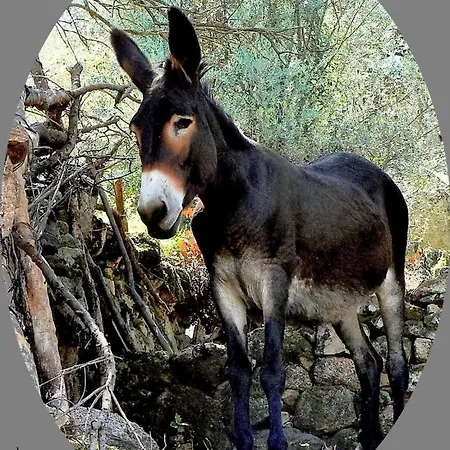 1 Trova-ranocchietto *